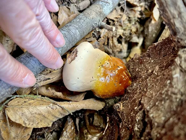 Scènes Randonnée Dans Nature Sauvage Sipsey Forêt Nationale Bankhead États — Photo