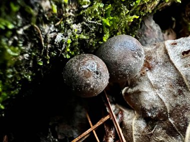 Ursula kraterium mantarlarının yakın görüntüsü. Küçük ve kahverengidir, sopa şeklinde ve ayrıca 'Şeytan Vazosu' olarak da bilinir 