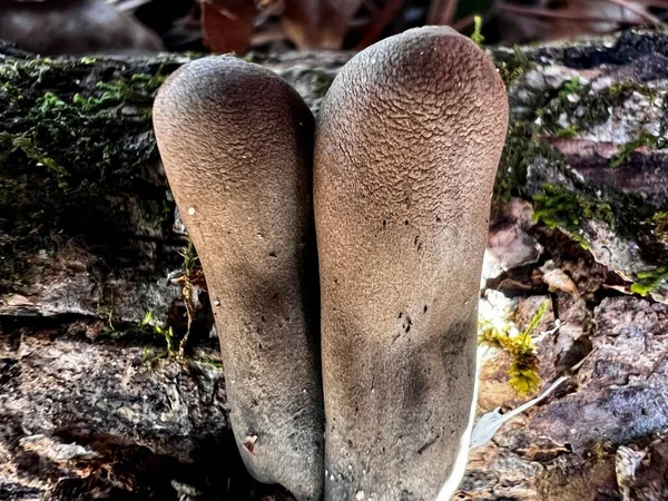 Vista Perto Dos Cogumelos Ursula Craterium Eles São Pequenos Castanhos — Fotografia de Stock