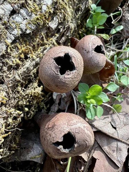 Closeup View Ursula Craterium Mushrooms Small Brown Club Shaped Also — Photo
