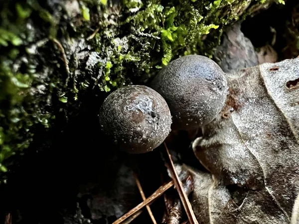 Ursula Kraterium Mantarlarının Yakın Görüntüsü Küçük Kahverengidir Sopa Şeklinde Ayrıca Stok Fotoğraf