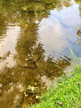 Güney bantlı su yılanı bir dere kıyısında otların arasında güneşleniyor.