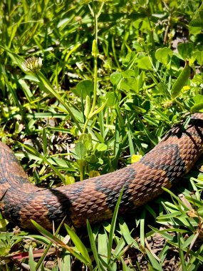 Güney bantlı su yılanı bir dere kıyısında otların arasında güneşleniyor.