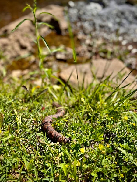 Jižní Pás Vody Had Slunění Plevelu Břehu Potoka — Stock fotografie