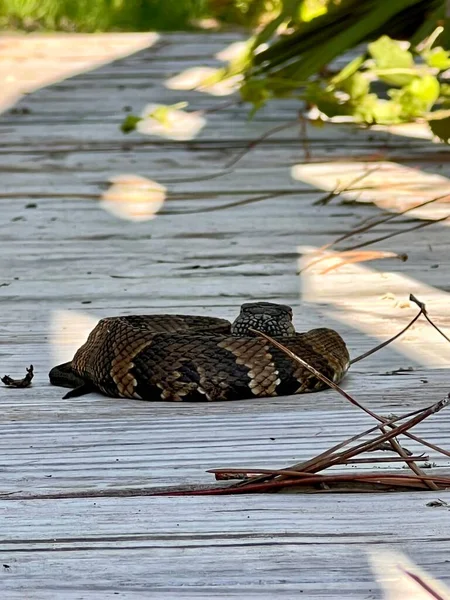 Venomous Snake Wild — Stock fotografie