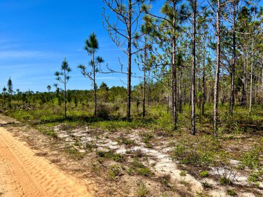 Çevre yönetimi için yazılan ateşleme sonrasında Washington Eyalet Parkı 'nı göster 