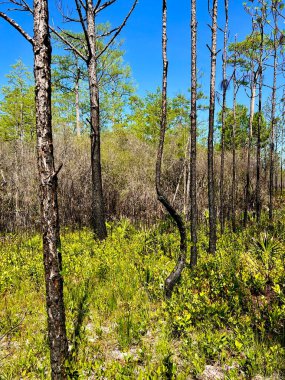 Çevre yönetimi için yazılan ateşleme sonrasında Washington Eyalet Parkı 'nı göster 