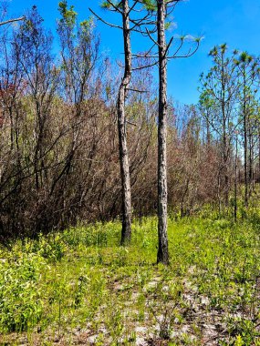 Çevre yönetimi için yazılan ateşleme sonrasında Washington Eyalet Parkı 'nı göster 