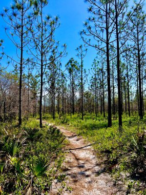 Çevre yönetimi için yazılan ateşleme sonrasında Washington Eyalet Parkı 'nı göster 