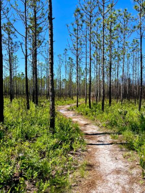 Çevre yönetimi için yazılan ateşleme sonrasında Washington Eyalet Parkı 'nı göster 