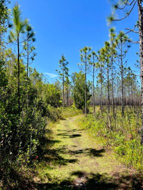 Çevre yönetimi için yazılan ateşleme sonrasında Washington Eyalet Parkı 'nı göster 