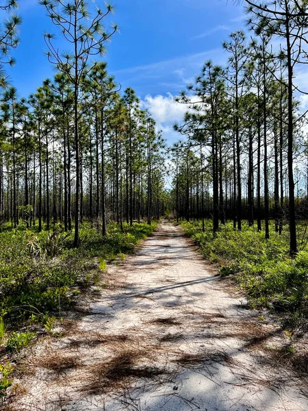 Çevre yönetimi için yazılan ateşleme sonrasında Washington Eyalet Parkı 'nı göster 