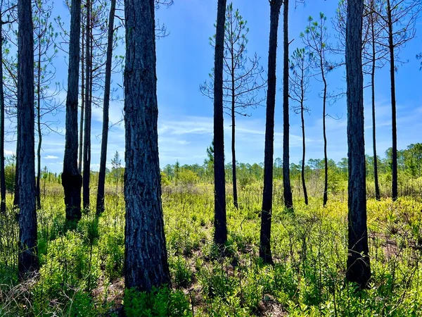 Çevre yönetimi için yazılan ateşleme sonrasında Washington Eyalet Parkı 'nı göster 