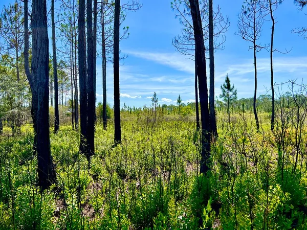 Çevre yönetimi için yazılan ateşleme sonrasında Washington Eyalet Parkı 'nı göster 