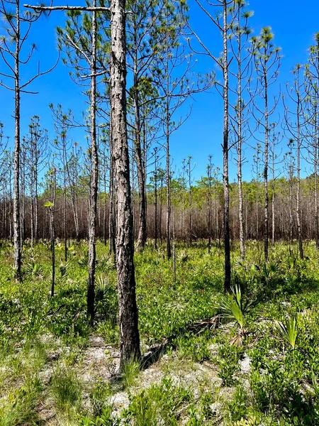 Çevre yönetimi için yazılan ateşleme sonrasında Washington Eyalet Parkı 'nı göster 