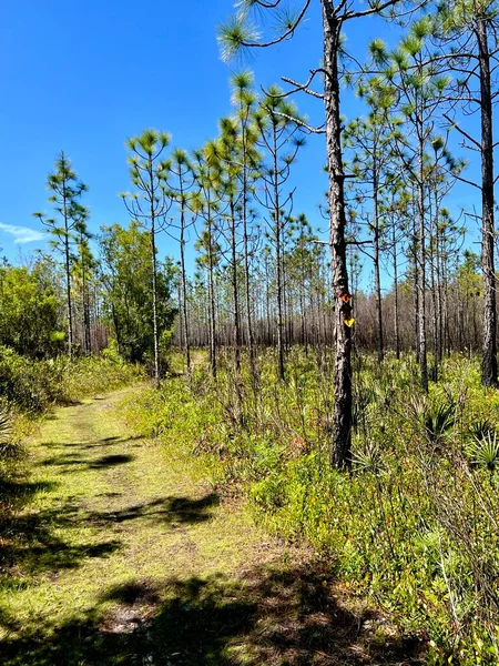 Çevre yönetimi için yazılan ateşleme sonrasında Washington Eyalet Parkı 'nı göster 