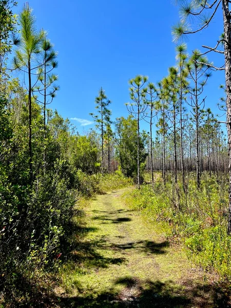 Çevre yönetimi için yazılan ateşleme sonrasında Washington Eyalet Parkı 'nı göster 