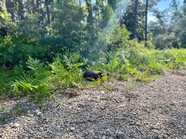 Florida yumuşak kabuklu kapan kaplumbağa