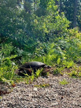 Florida yumuşak kabuklu kapan kaplumbağa
