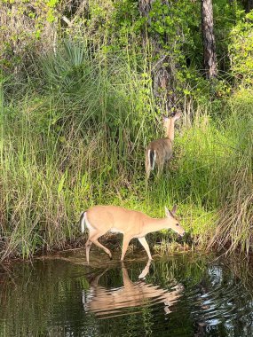 Göletin kenarında bir çift genç Amerikan beyaz kuyruklu geyiği..