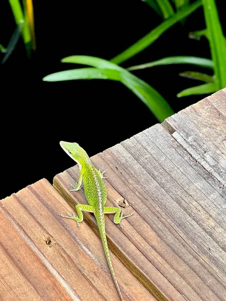 Pequeno Lagarto Anole Verde Calçadão Madeira Sobre Uma Lagoa Lírio — Fotografia de Stock