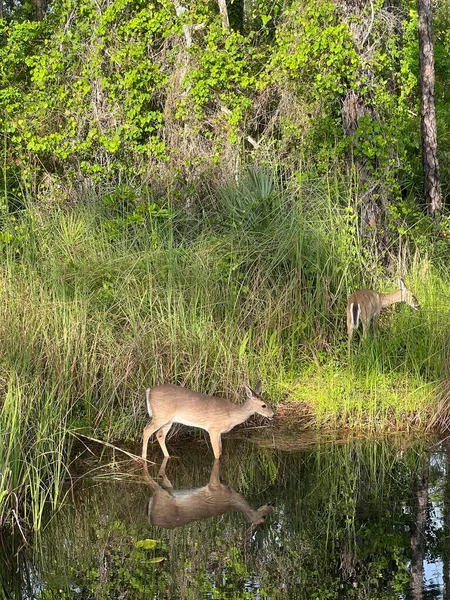 在池塘边的一对年轻的美国白尾鹿 — 图库照片