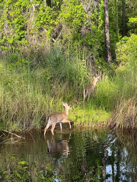 在池塘边的一对年轻的美国白尾鹿 — 图库照片