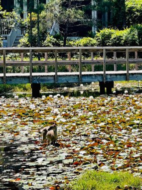 Güneşli sığ gölette tek başına duran beyaz kuyruklu geyik. Nilüferlerle huzur içinde otluyor..