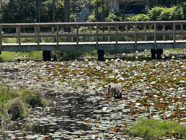 Einzelne Junge Weißnagelhirsche Stehen Einem Sonnigen Flachen Teich Sie Weidet — Stockfoto