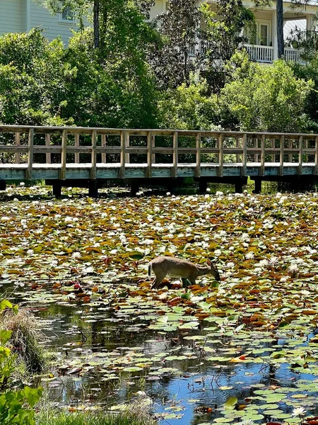 一只年轻的白尾鹿站在阳光灿烂的浅水池里 她正在平静地吃着睡莲 — 图库照片