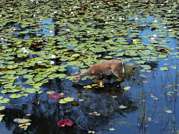 Veado Único Jovem Whitetail Lagoa Rasa Ensolarada Ela Está Pastando — Fotografia de Stock