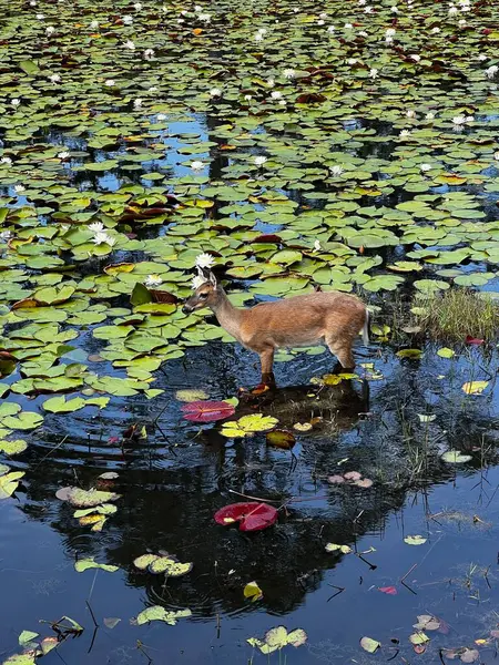 Veado Único Jovem Whitetail Lagoa Rasa Ensolarada Ela Está Pastando — Fotografia de Stock