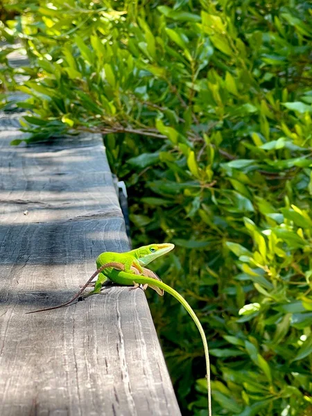 Pair Green Anole Lizards Mating Wooden Rail Dappled Sunlight Male — Stok Foto