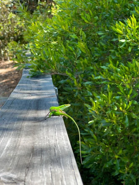 Pair Green Anole Lizards Mating Wooden Rail Dappled Sunlight Male — Foto Stock
