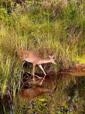 Gölün kenarındaki uzun otların arasında duran tek bir genç geyik.