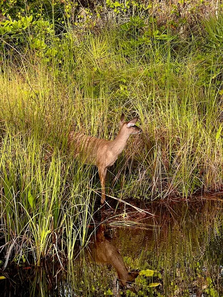 Single Young Deer Standing Tall Grass Edge Pond — Stockfoto