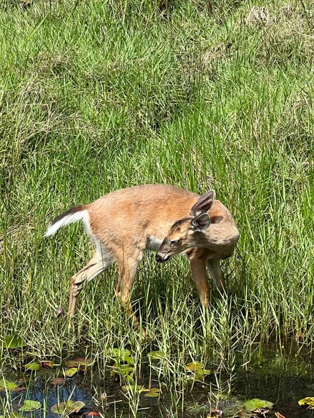 Single Young Deer Standing Tall Grass Edge Pond — 图库照片