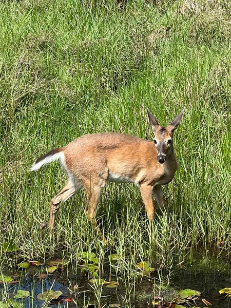 Single Young Deer Standing Tall Grass Edge Pond — Stockfoto