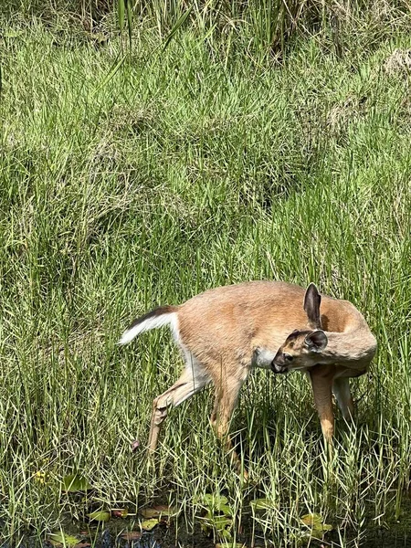 Single Young Deer Standing Tall Grass Edge Pond — Stockfoto