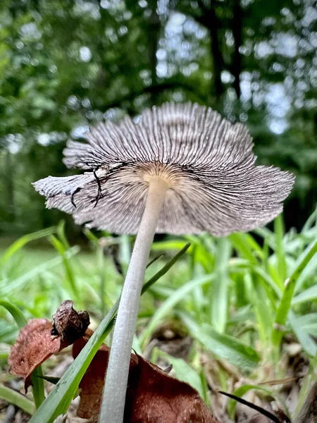 Common Ink Cap Mushrooms Coprinopsis Atramentaria Grows Wild Europe North — Foto de Stock