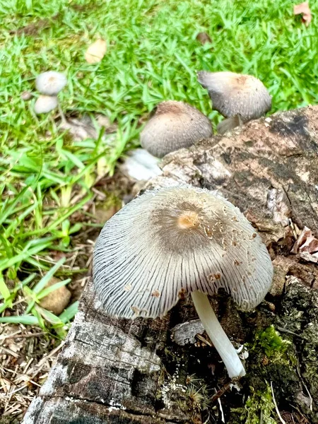 Common Ink Cap Mushrooms Coprinopsis Atramentaria Grows Wild Europe North — Foto de Stock