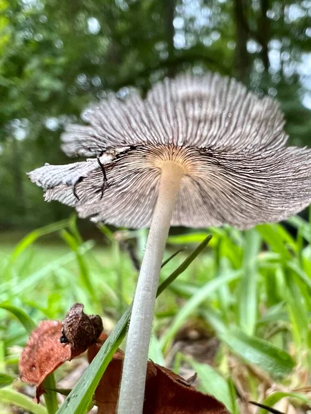Common Ink Cap Mushrooms Coprinopsis Atramentaria Grows Wild Europe North — Zdjęcie stockowe