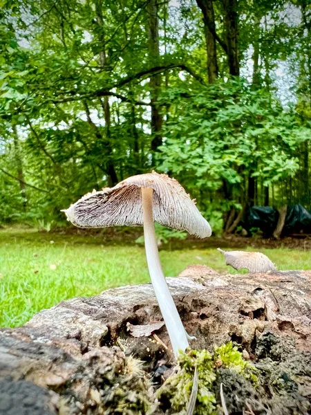 Common Ink Cap Mushrooms Coprinopsis Atramentaria Grows Wild Europe North — Stockfoto