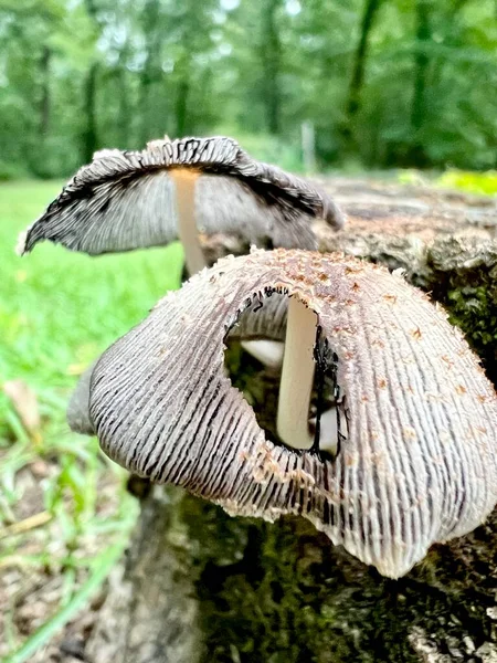 Common Ink Cap Mushrooms Coprinopsis Atramentaria Grows Wild Europe North — Φωτογραφία Αρχείου