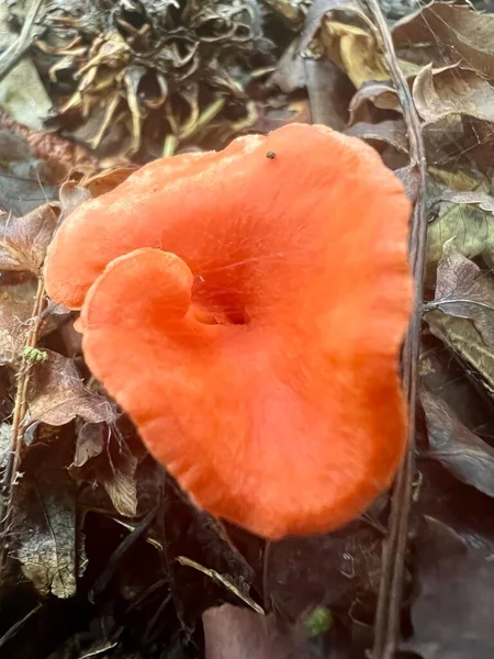 Cantharellus Cinnabarinus Red Chanterelle Fungus Native Eastern North America Member — Photo