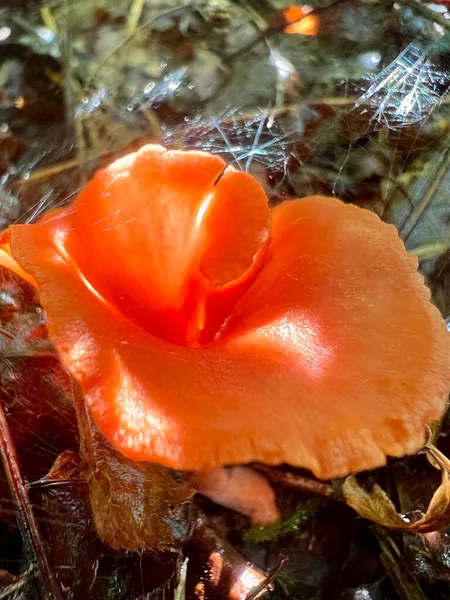 Cantharellus Cinnabarinus Red Chanterelle Fungus Native Eastern North America Member — Foto de Stock