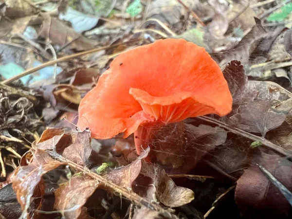 Cantharellus Cinnabarinus Red Chanterelle Fungus Native Eastern North America Member — Fotografia de Stock