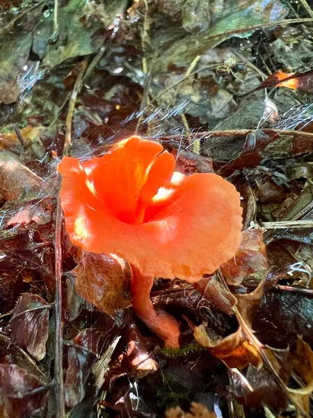 Cantharellus Cinnabarinus Red Chanterelle Fungus Native Eastern North America Member — Foto de Stock