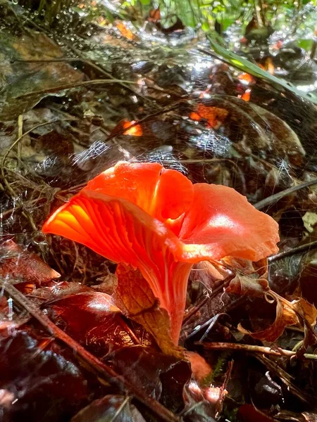 Cantharellus Cinnabarinus Red Chanterelle Fungus Native Eastern North America Member — Fotografia de Stock