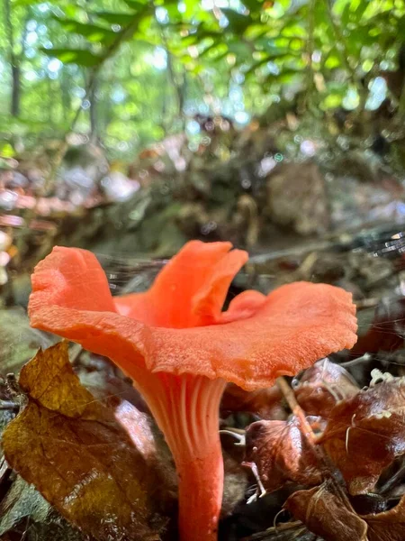 Cantharellus Cinnabarinus Red Chanterelle Fungus Native Eastern North America Member — Foto de Stock